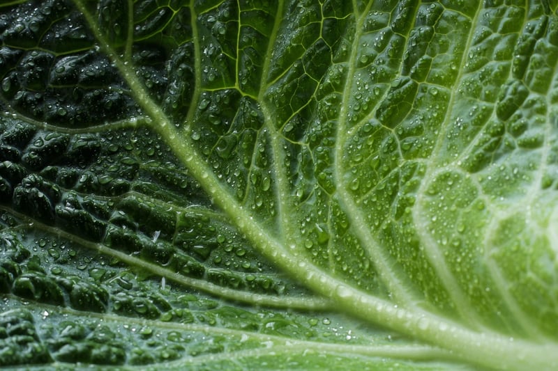 Eco-Friendly Practices